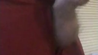 Young bwc in boxers dirty talk and cock tribute